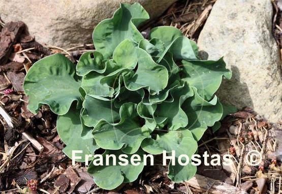 Hosta Church Mouse